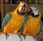 1regalo loros guacamayo