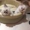 2 gatitos Seal Point Birman - Foto 1