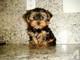 2 hermosos cachorros yorkshire terrier para la venta