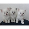 3 birman kittens