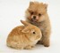 .4 cachorros de Pomerania para su adopción en un hogar que cuida - Foto 1