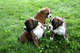 4Regalo Cachorros Boxer - Foto 1