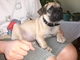 Adorable cachorros pug macho y hembra