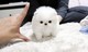 Adorable Pedigree Pomeranian Puppies Ready jyghttjy - Foto 1