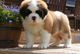 Adorable saint bernard puppies en venta myuyduk