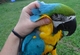 Agradables loros guacamayos azules y dorados en venta