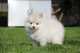 AKC Pomeranian bien entrenado para la venta ghfttr - Foto 1