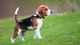 Bonitos cachorros Beagle en venta - Foto 1
