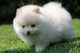 Breath Taking Pomeranian Puppy tjtrhdfhu - Foto 1