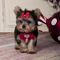 Cachorro de Monty Yorkshire Terrier - Foto 1