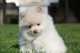 Cachorro de Pomerania inestimable blanco para la adopción nghjhfg - Foto 1