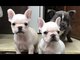 Cachorros de bulldog francés registrados para la adopción a un ho - Foto 1
