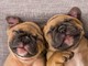 Cachorros de bulldog francés registrados para la adopción a un ho