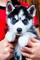 Cachorros de husky con encanto en venta