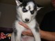 Cachorros de husky siberiano - Foto 1