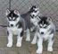 Cachorros de Husky siberiano para la adopción fhy5yhdthz - Foto 1