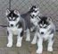 Cachorros de husky siberiano para la adopción fhy5yhdthz