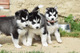 Cachorros de husky siberiano: pedigree