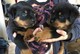 Cachorros de rottweiler