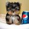 Cachorros de yorkshire terrier de pedigrí muy hermosos para la ad