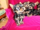 Cachorros de yorkshires toys y minis - Foto 1