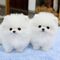 Cachorros gemelos de Pomerania para adopción - Foto 1