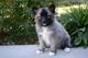 Cachorros pomsky sanos e inteligentes