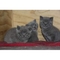 Excelentes gatitos británicos de pelo corto - Foto 1