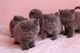 Fantásticos gatitos de raza british shorthair azules