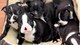 Gratis boston terrier cachorros