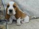 Gratis cachorro basset hound