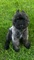 Gratis cachorro bouvier des flandres