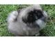 Gratis cachorros pekingese adorables