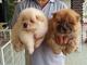 Gratis chow chow cachorros - Foto 1