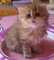 Lindos gatitos persas actualmente disponibles gheayer