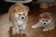 Los cachorros de shiba inu son cariñosos ryzertjg