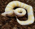 Pied ball python morphs en venta