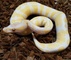 Pied Ball Python Morphs en venta - Foto 1