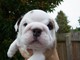 Preciosos cachorros de bulldog inglés disponibles