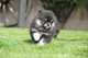 Priceless masculino negro Pomeranian Puppy dgfyertnj - Foto 1