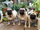 Pug cachorros para adopción a un hogar cuidado contacto para dete - Foto 1