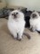 Purebred TICA Registered Ragdoll Kittens para la venta - Foto 1