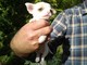 Regalo Adorable Chihuahua Puppies para su aprobación - Foto 1