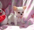 Regalo Adorables cachorros Chihuahua listos - Foto 1