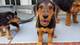 Regalo Airedale Terrier perros - Foto 1