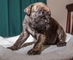 Regalo Bullmastiff cachorros - Foto 1