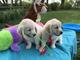 Regalo cachorros de golden retrievers