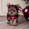 Regalo cachorros yorkshire terrier mini  - Foto 1