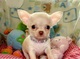 REGALO Chihuahua cachorros para su aprobación - Foto 1