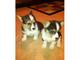 Regalo corgi cachorros